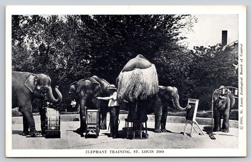Postcard Saint Louis Zoological Gardens Missouri MO Set of 12 w Envelope 1940's - Picture 6 of 24