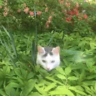 Cat Hill Treasures
