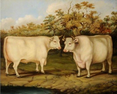 oil painting 100% handpainted on canvas '' Shorthorns''