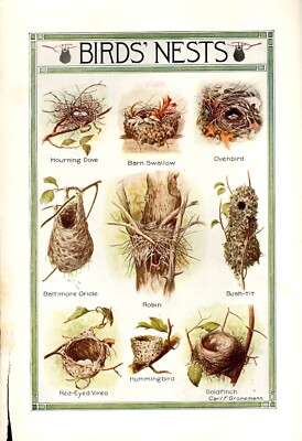 Illustration Birds' Nests 1925