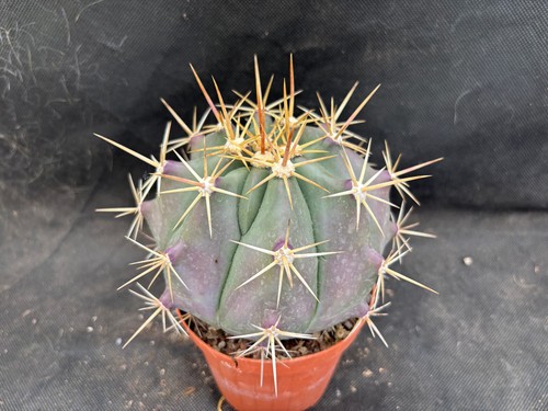 FEROCACTUS POTSII -VIVAIO IL GIARDINO DI MAYA CACTUS 666 - Foto 3 di 17