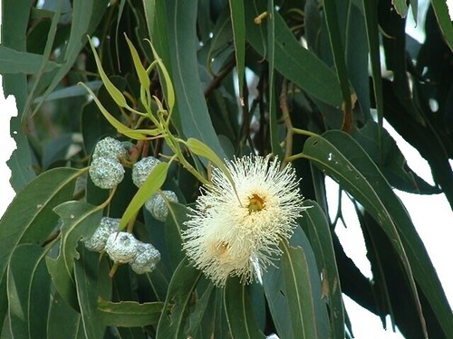 RAW HONEY EUCALYPTUS BLOSSOM 2LB 32oz 908g 100% PURE LOCAL LIGHTLY FILTERED  USA | eBay