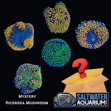 (5 Pack) Random Mystery Florida Ricordea Mush...