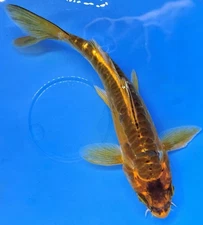 7” Doitsu Orenji Live Koi Fish #240 BLING 🧡