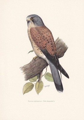1960 COMMON KESTREL Bird Print - Vintage Bird Wall Art Decor - 7.5 x 10.6 Inches