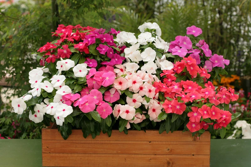 Vinca Seeds Cobra Mix 25 Seeds Flower Seeds - Image 2 of 2