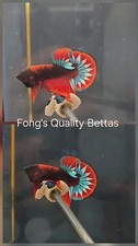 USA High Quality Bullethead Hellboy Male