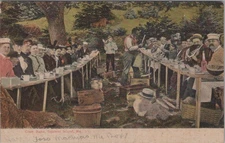 Clam Bake Squirrel Island Maine ME 1909 Outdoor Dining Postcard