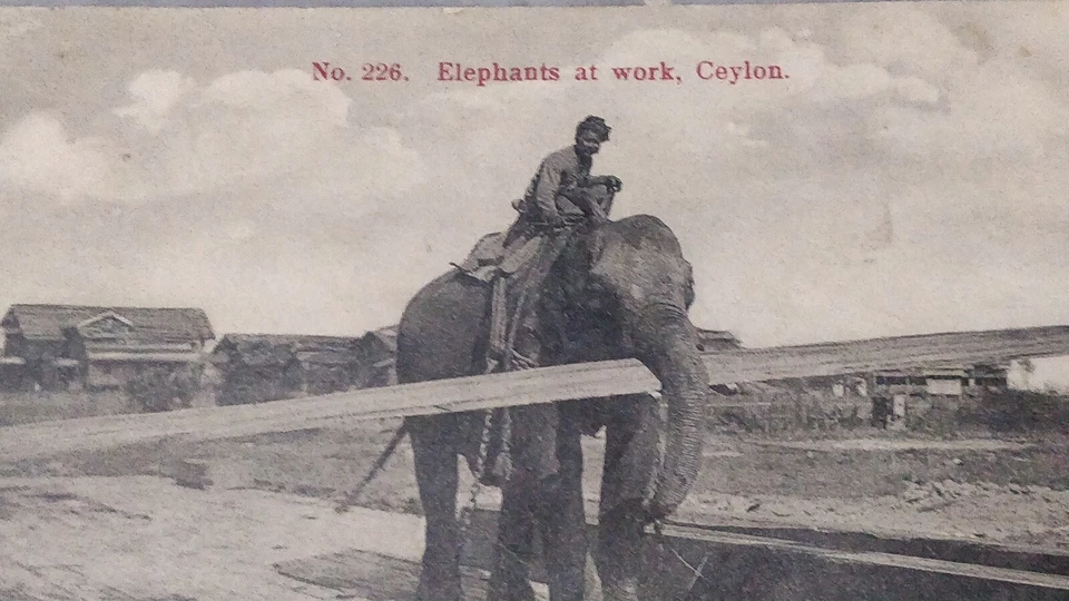 1914 Ceylon No.226 Elephants at Work, King Edward 6c Red Stamp Postcard to Auz - Image 2 of 4