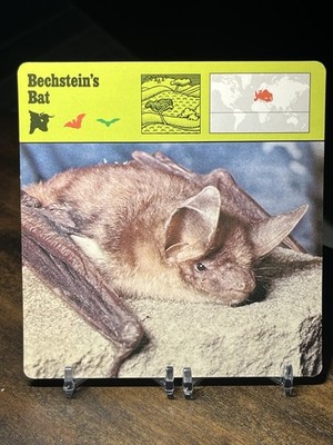 Bechstein's Bat, 1976 Editions Recontre 4 3/4'' x 4 3/4'' Card