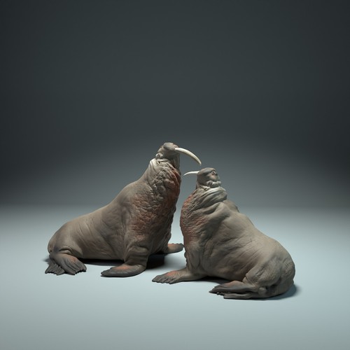 Walrus Fight – 3D Printed Model - Unpainted - Animals Miniatures - Imagen 2 de 3