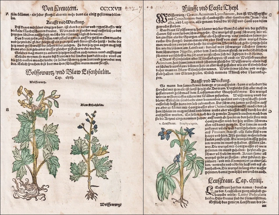 Kreuzkraut Eisenhut Wolfswurz Kräuter Kräuterbuch herbs herbal Lonitzer 1564 - Bild 1 von 1