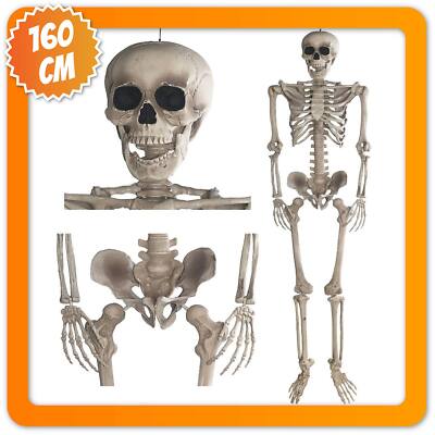 Halloween Skelett lebensgroß 160cm beweglich Anatomie Figur Deko Horror Party