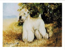 White Soft-Coated Wheaten Terrier Notecard Set 24 Blank Note Cards Ruth Maystead