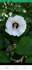25+ White or Pink  Rose of Sharon Seeds (Hibiscus syriacus, Aphrodite Althea)