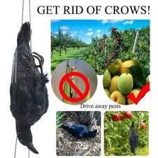 Realistic Hanging Dead Crow Decoy Lifesize Extra Large Black Crow Feathered US 