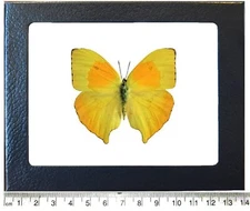 Phoebis rurina yellow orange butterfly Peru FRAMED
