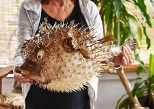 Real Giant Dried Porcupine Fish (20") Taxidermy Decorative Unique w. String