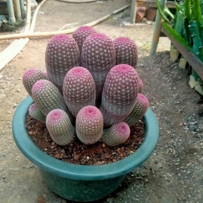 （6-15 heads）12cm Echinocereus rigidissimus var Succulent plant with multiple