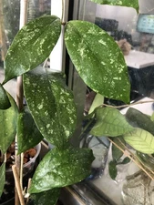 HOYA SABAH AG 08-24 (ROOTED PLANT)