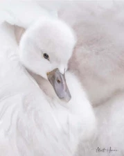 Cignet Closeup by Matthew Huras Fine Art Print Swan Wildlife Bird Nature 18x22
