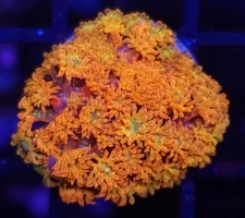 TCK Combustion Goni * Short Goniopora * Live Coral Frag * AJs Aquariums