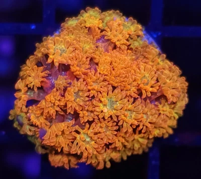 TCK Combustion Goni * Short Goniopora * Live Coral Frag * AJs Aquariums