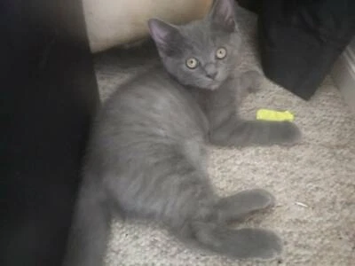 Ragdoll X British Short Hair Cats Kittens Gumtree Australia