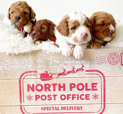 cavoodles for sale gumtree