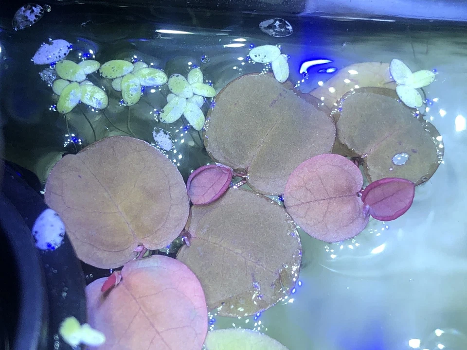 20 Red Root Floater Live Aquarium Plant Fish Pond Goldfish FREE EXPRESS POST - image 3 of 4