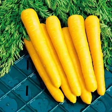 100+ YELLOW CARROT SEEDS --- BEAUTIFUL COLOR ----- FRESH