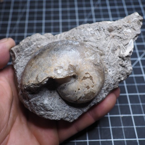 Fossil Nautiloid Aturia sp. Ammonite Eocene Morocco No. 1175 | eBay