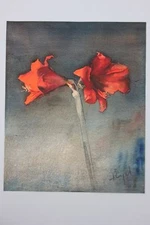 Amarilis, signed watercolour