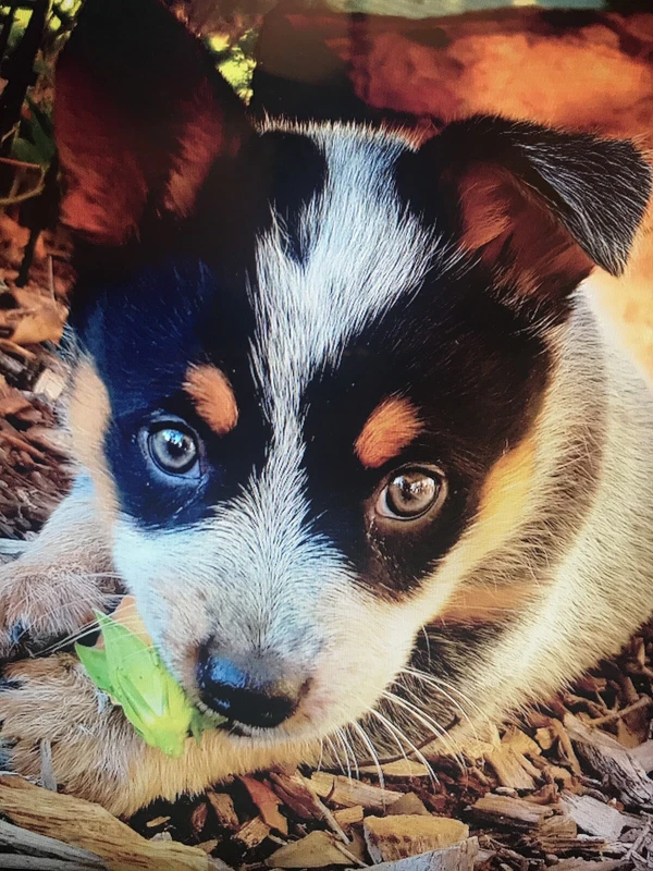 gumtree blue heeler