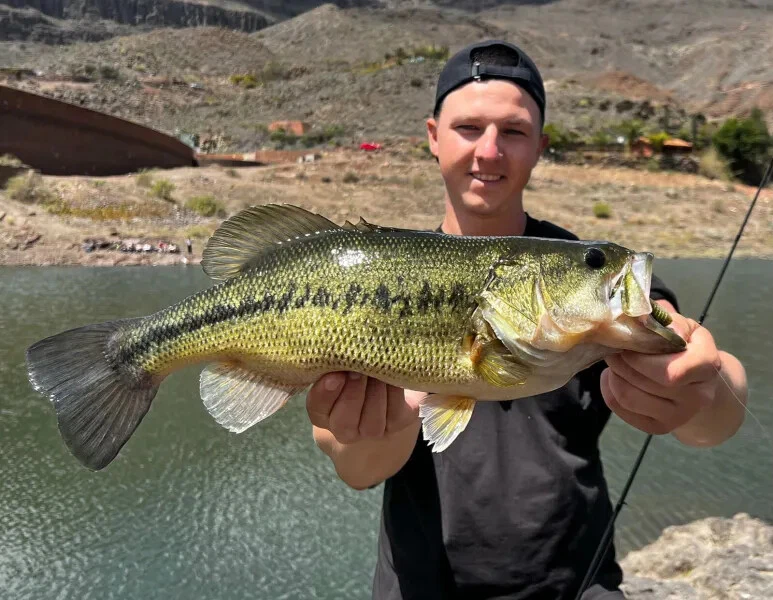 Keitech Swing Impact Fat 2,8" 3,3" 3,8" 4,3" 4,8" 5,8" Barsch Zander Hecht Shad - Bild 4 von 4