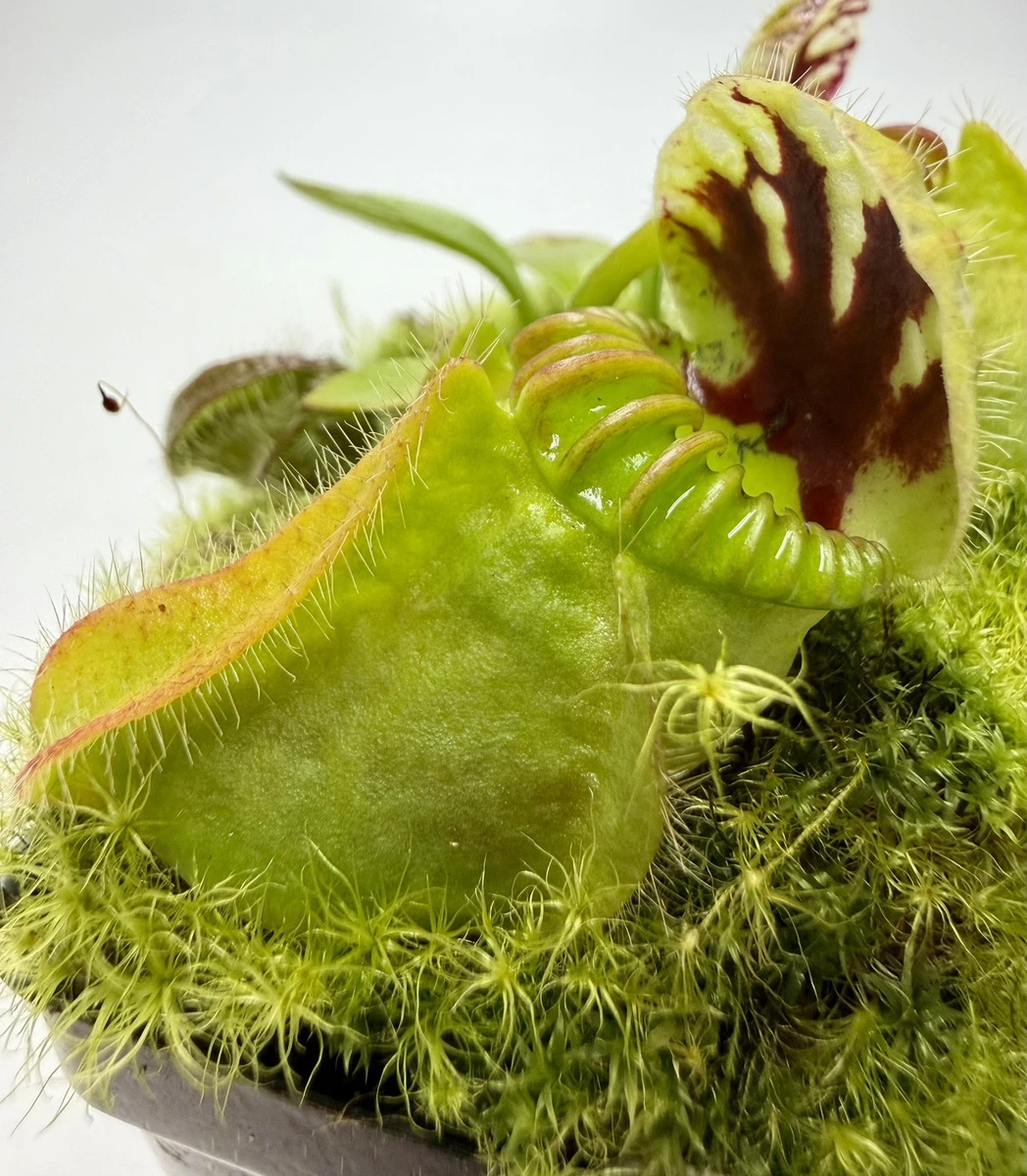 Pitcher Plant Cephalotus Carnivorous Plants for sale | eBay