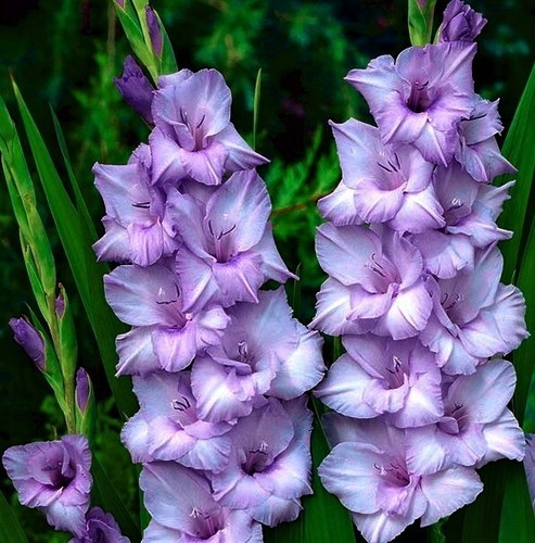 (10) Supreme Blue Mix Gladiolus Bulbs, Giant Flowering, Please Check our Store - Picture 3 of 12