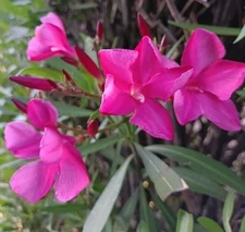 Fuchsia Pink Oleander Beautiful Flowered Bush Shrub Trees 25 + Seeds USA Seller