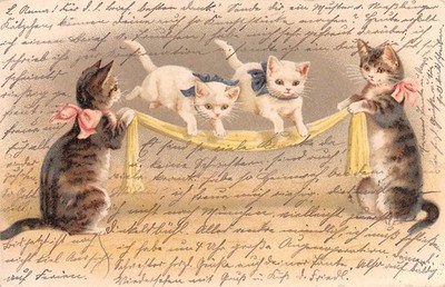 685236) nette Tier / Katzen AK gelaufen 1905