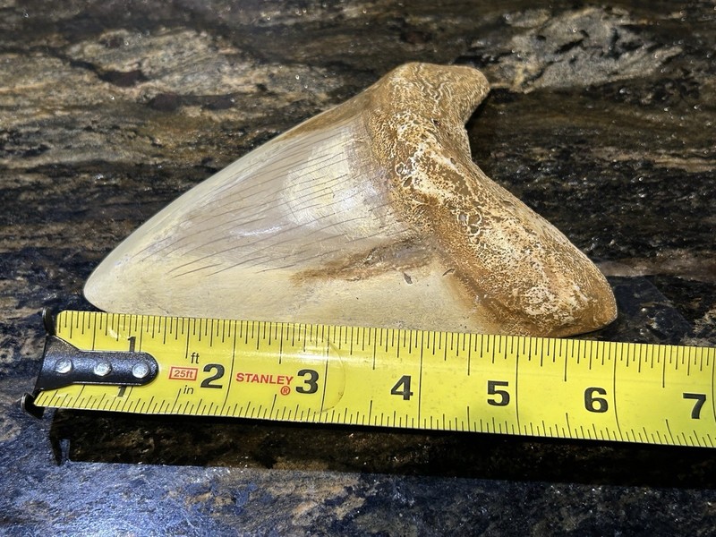 LARGE Heavy Replica Megalodon Shark Tooth 6” Cool Art Ad Or Display Potential