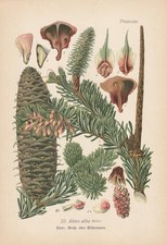 Weißtanne Silver Fir - Abies Alba Thome Chromolithography Um 1900
