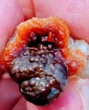 Vintage 1970s Deer Creek Arizona Fire Agate Rough 7.1 Ounces