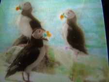 ANTIQUE REAL PHOTOGRAPH PHOTO ANIMAL BIRD MAGIC LANTERN SLIDE PUFFINS GROUP
