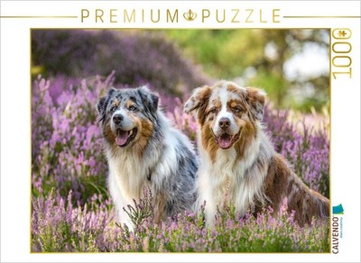 CALVENDO Puzzle Zwei Australian Shepherds sitzen strahlend in der lila Heideland
