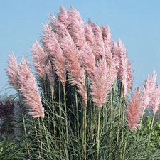 2 Pink Pampas Grass in 3.5 Inch Containers (2 Pots of Plants)