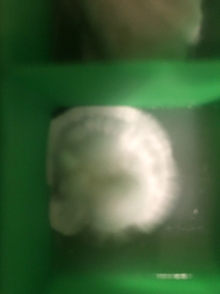 Live Genetics (Pick from Agar/LC/MSS/SS/SP) - Image 3 of 4