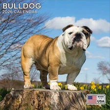 Bulldog Calendar 2026 - Dog Breed Wall Calendar - Made in the USA!