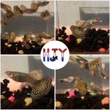10 PK Mixed Blue and Yellow Dragon Guppies MALE ONLY
