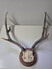 Großes Rehgehörn Jagdtrophäe – starkes Geweih – auf Holz – Jägernachlass