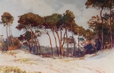 JUAN LES PINS ANTIBES FRANCE -  PINE TREES - BEACH - ANTIQUE 1911